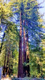 Trees in forest