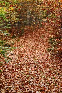 Fallen leaves on tree in forest during autumn