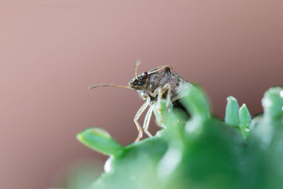 Close-up of spider