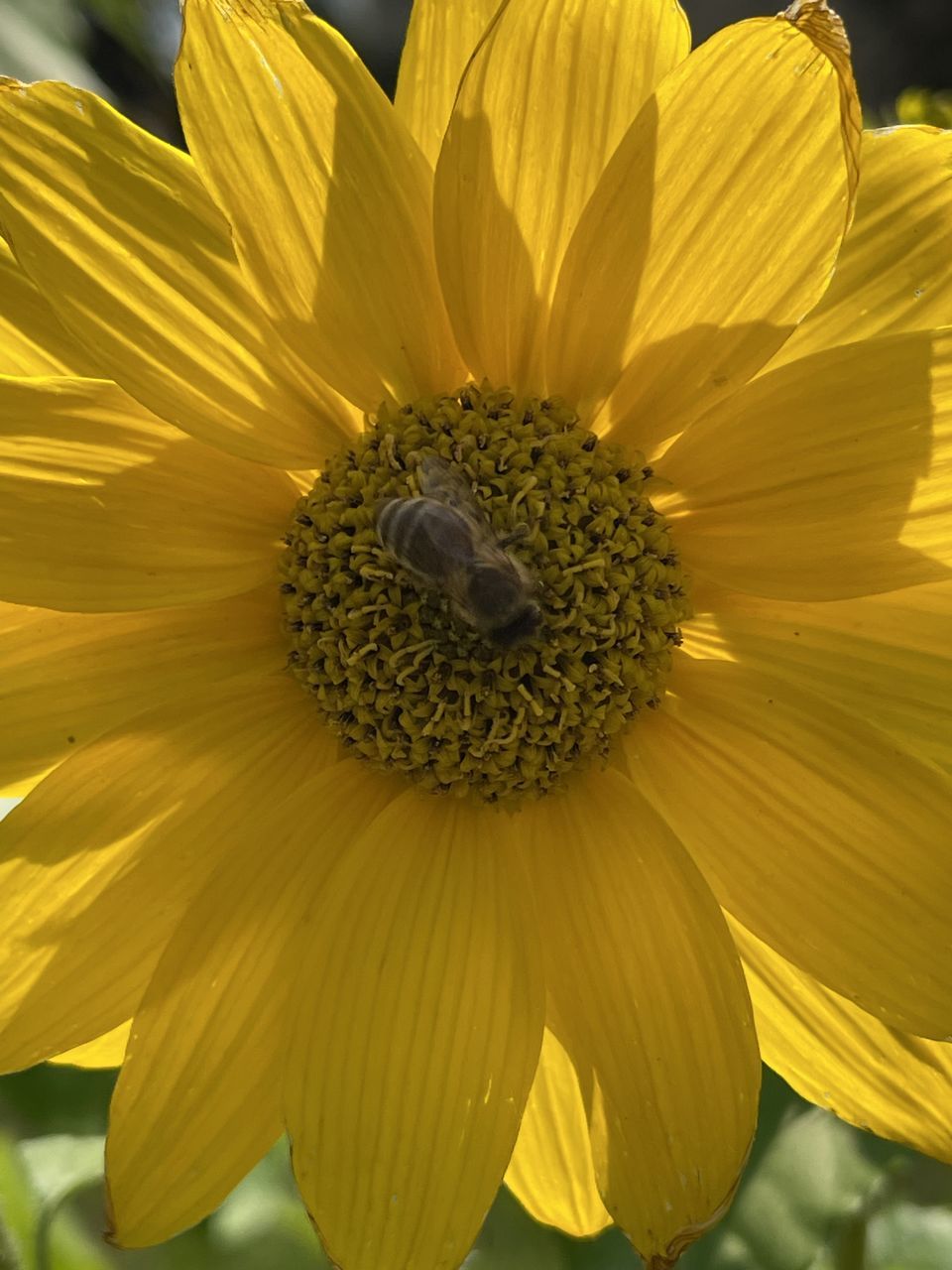 CLOSE-UP OF FRESH YELLOW FLOWER