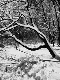 Bare tree on snow covered landscape