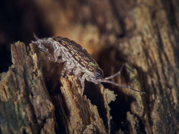Close-up of insect on leaf
