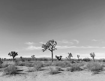 Joshua trees in a field against the sky 