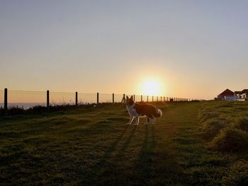 View of horses on field during sunset