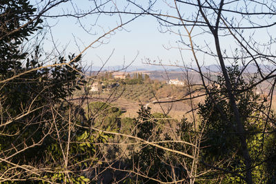 Plants growing on land against sky