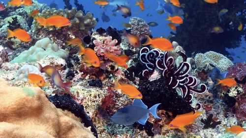 View of fish swimming in sea