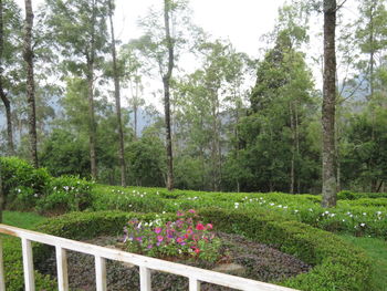 View of flowering plants by trees in forest