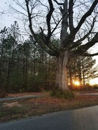 Close-up of tree against sky at sunset