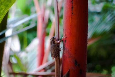 Close-up of frog on plant stem