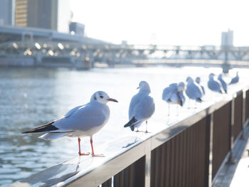 Seagull perching on railing