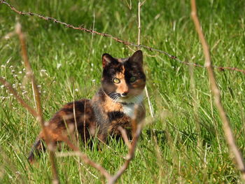 Cat in a field