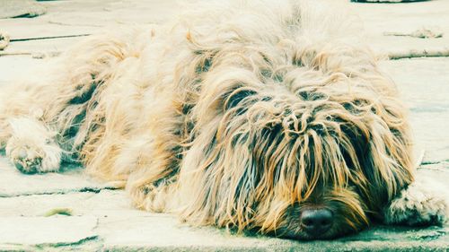 Portuguese shepherd dog relaxing on footpath