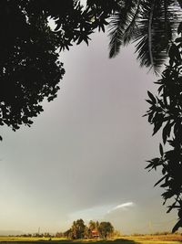 Low angle view of palm trees against sky