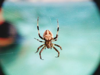 Close-up of spider