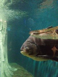 High angle view of seal in zoo