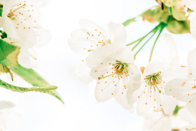 Close-up of white flowers