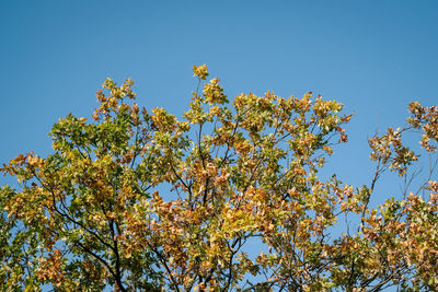 Low angle view of flowering plants against clear blue sky