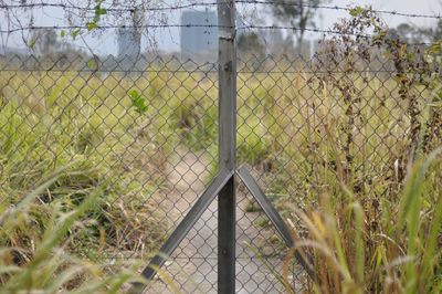 Plants growing on field seen through chainlink fence