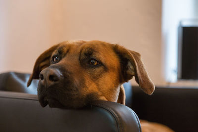 Close-up portrait of dog