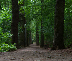 Road amidst trees in forest