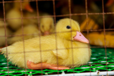 Close-up of bird in cage