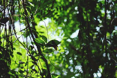 Low angle view of tree leaves in forest