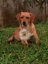 Portrait of a dog on field