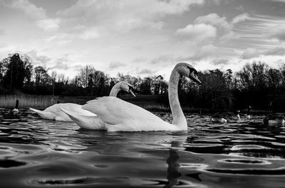 Black and white monochrome mute swan swans pair low-level water side view macro animal background