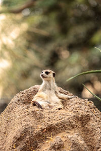 Meerkat, suricata suricatta, on a large rock, on the lookout for predators or food.