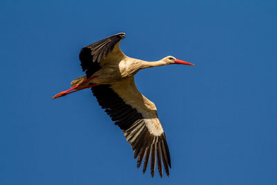 Low angle view of bird flying against clear blue sky