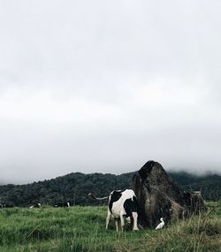 Cow grazing on field against cloudy sky