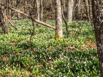 Full frame shot of trees in forest