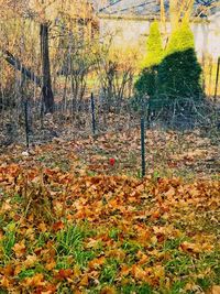 Trees in forest during autumn