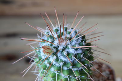 Close-up of cactus plant