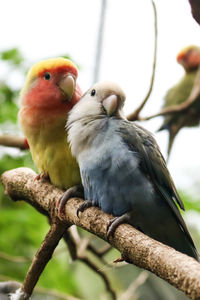 Close-up of bird perching on tree