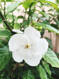 Close-up of white flower