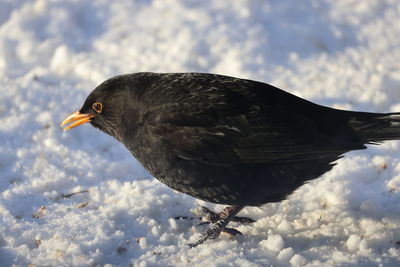 Close-up of bird perching on snow