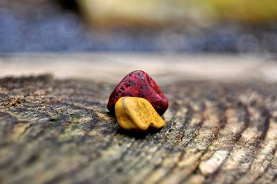 Close-up of pebbles on tree stump