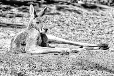 View of a cat sitting on land