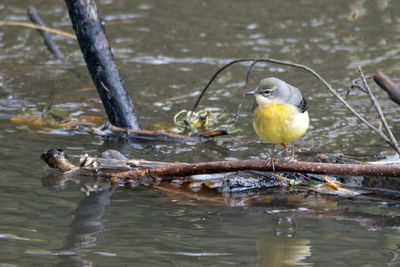 A close-up of a grey wagtail feeding between the floating wood