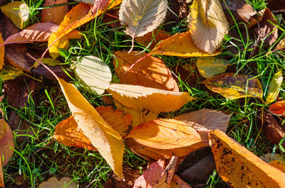 High angle view of dry leaves on field