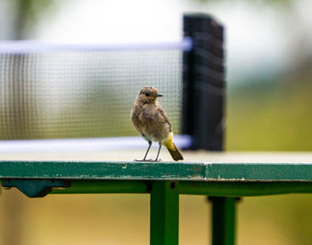 Close-up of bird perching on railing