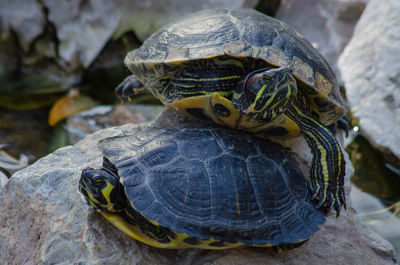 Turtles together