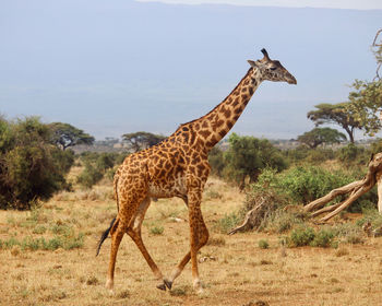 Giraffe running in amboseli national park with mt. kilimanjaro in the background