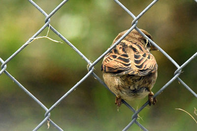 chainlink fence