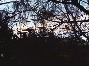 Low angle view of bare trees against sky