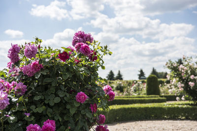 Close-up of pink flowering plants against cloudy sky