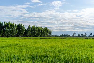 Scenic view of agricultural field against sky