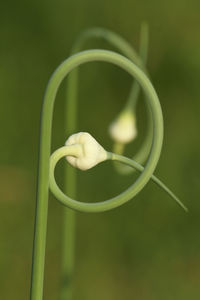 Close-up of garlic plant
