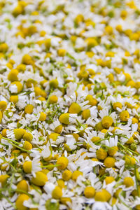 Chamomile flowers